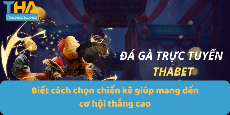 Biết cách chọn chiến kê giúp mang đến cơ hội thắng cao