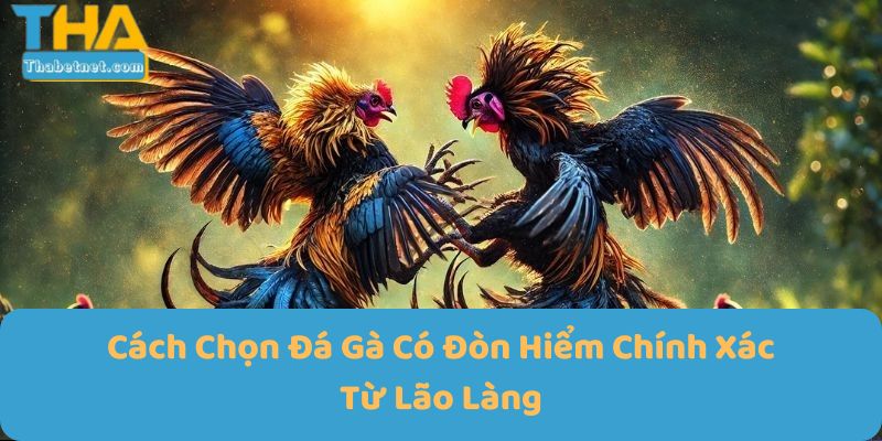 Cách Chọn Đá Gà Có Đòn Hiểm Chính Xác