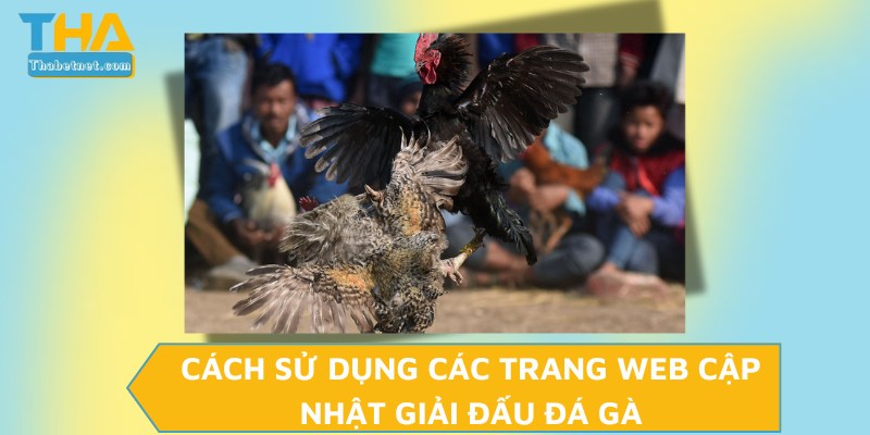 Cách sử dụng các trang web cập nhật giải đấu đá gà