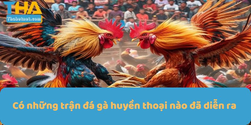 Có những trận đá gà huyền thoại nào đã diễn ra 