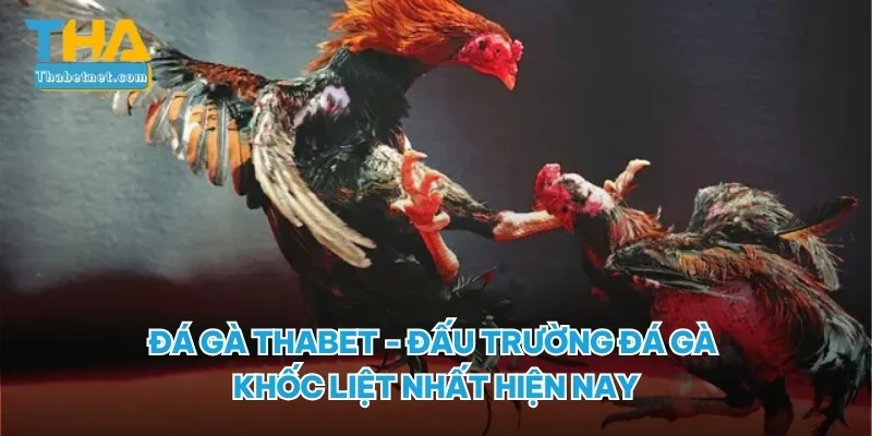 Đá gà Thabet đấu trường khốc liệt nhất hành tinh