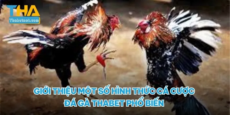 Giới thiệu một số hình thức cá cược đá gà THABET phổ biến 