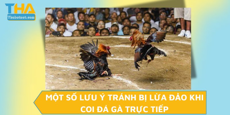 Một số lưu ý tránh bị lừa đảo khi coi đá gà trực tiếp 