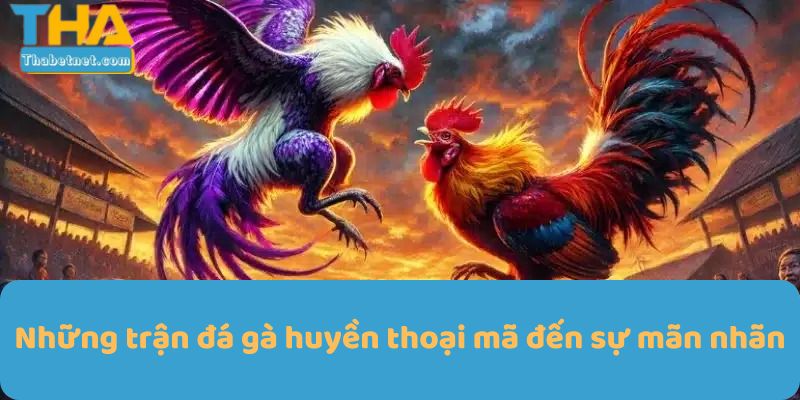 Những trận đá gà huyền thoại mã đến sự mãn nhãn