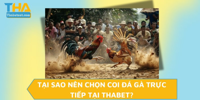 Tại sao nên chọn coi đá gà trực tiếp tại THABET?