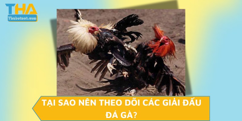 Tại sao nên theo dõi các giải đấu đá gà?