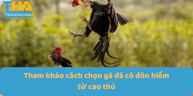 Tham khảo cách chọn gà đá có đòn hiểm từ cao thủ