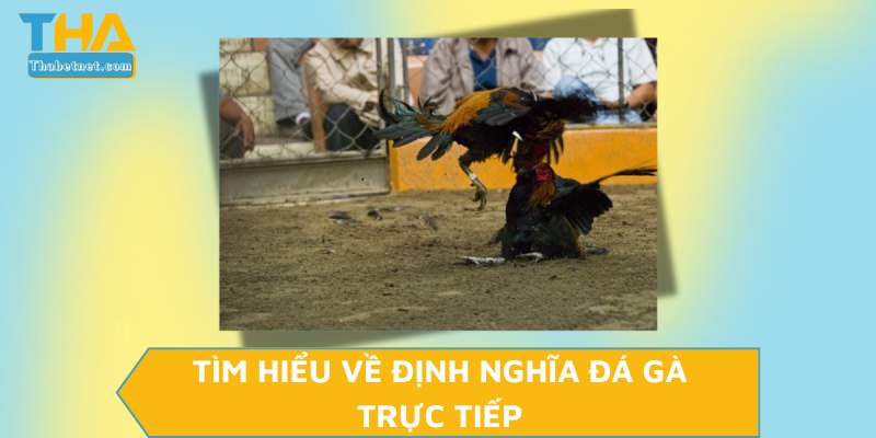 Tìm hiểu về định nghĩa đá gà trực tiếp